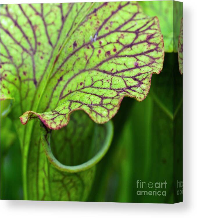 Pitfall Trap Canvas Print featuring the photograph Pitcher Plants by Heiko Koehrer-Wagner