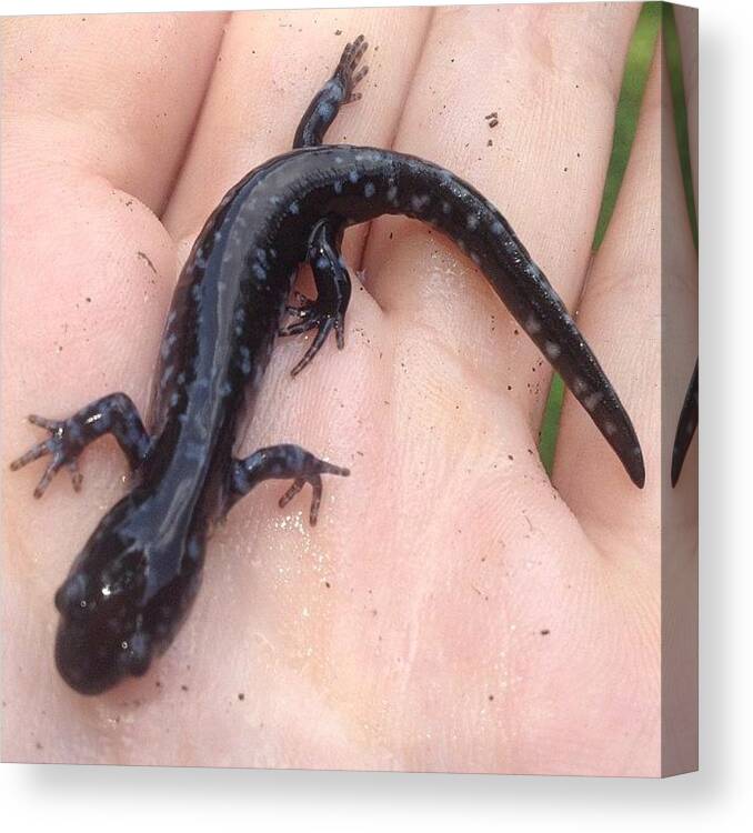Cute Canvas Print featuring the photograph 🐌🐸 #pretty Little #salamander by Charlotte Roach