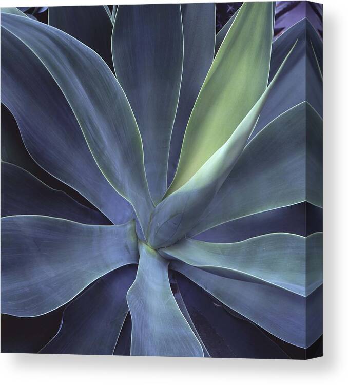 Agave Canvas Print featuring the photograph 0 by Aaron McCoy