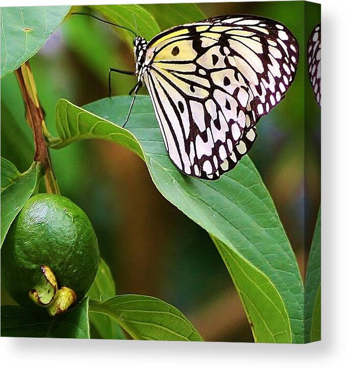 Insect Canvas Print featuring the photograph A Peaceful Moment #1 by Bruce Bley
