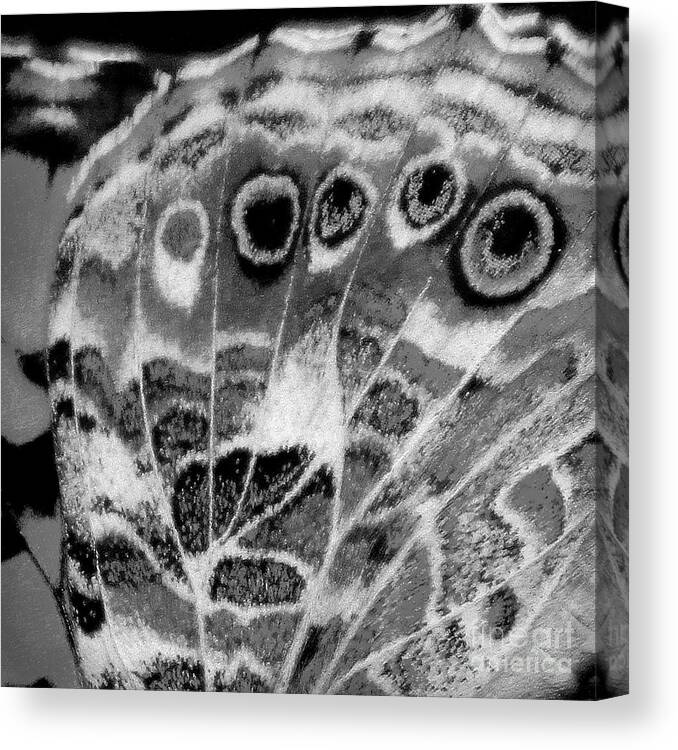 Black And White Canvas Print featuring the photograph American Painted Lady Butterfly Wing Black White Square #1 by Karen Adams