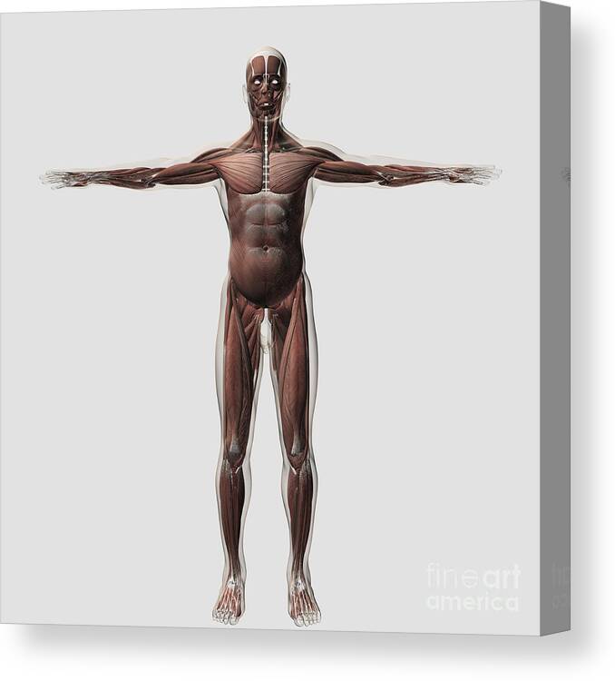 https://render.fineartamerica.com/images/rendered/default/canvas-print/8/8/mirror/break/images-medium-5/1-anatomy-of-male-muscular-system-front-stocktrek-images-canvas-print.jpg