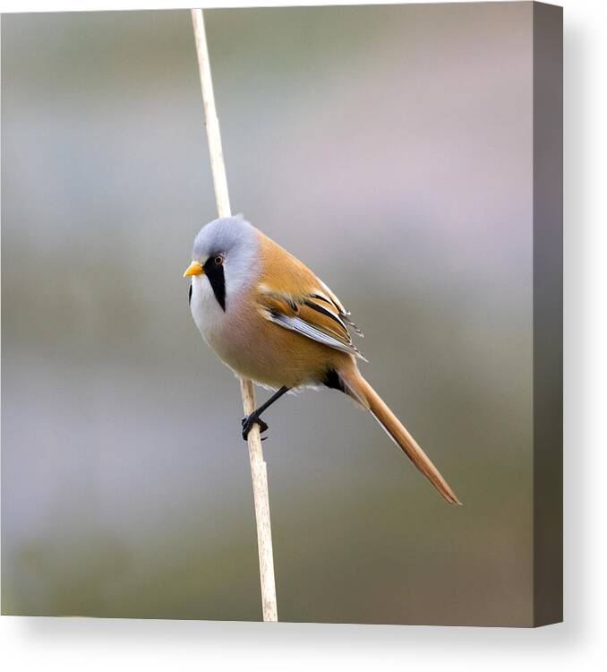 Bearded Tit Canvas Print featuring the photograph Bearded Tit #2 by Chris Smith