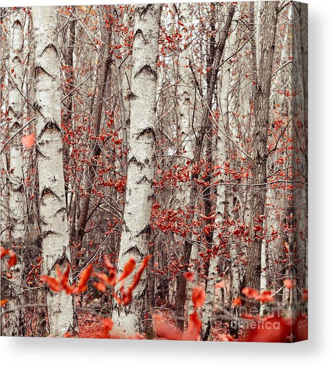 Autumn Canvas Print featuring the photograph Birches And Beeches #1 by Hannes Cmarits