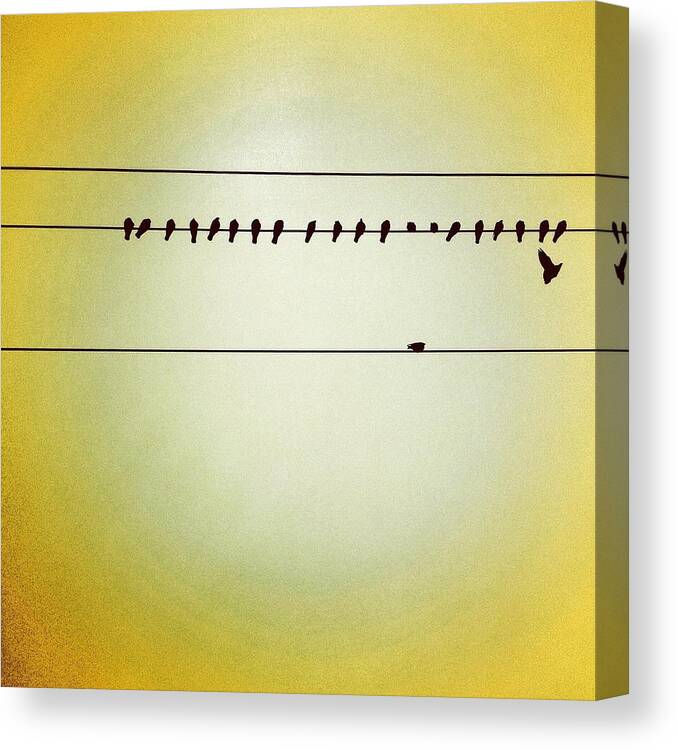  Canvas Print featuring the photograph Birds On A Wire by Julie Gebhardt