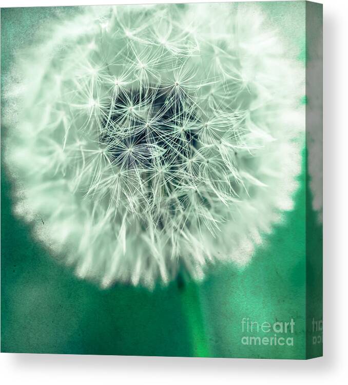 1x1 Canvas Print featuring the photograph Blowball 1x1 by Hannes Cmarits