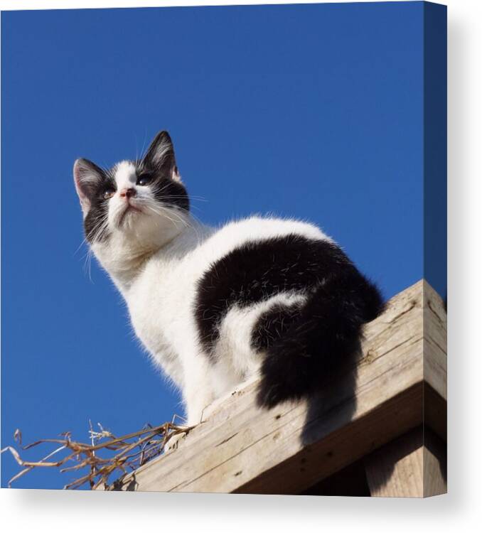 Cat Canvas Print featuring the photograph Blue sky and cat #1 by Mofuneko Sora