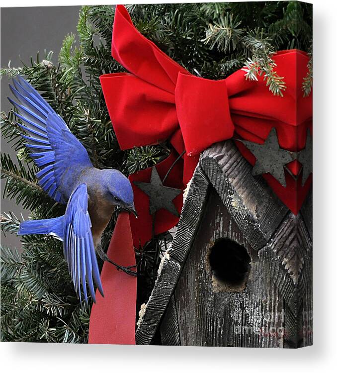 Nature Canvas Print featuring the photograph Bluebird Christmas Wreath #1 by Nava Thompson