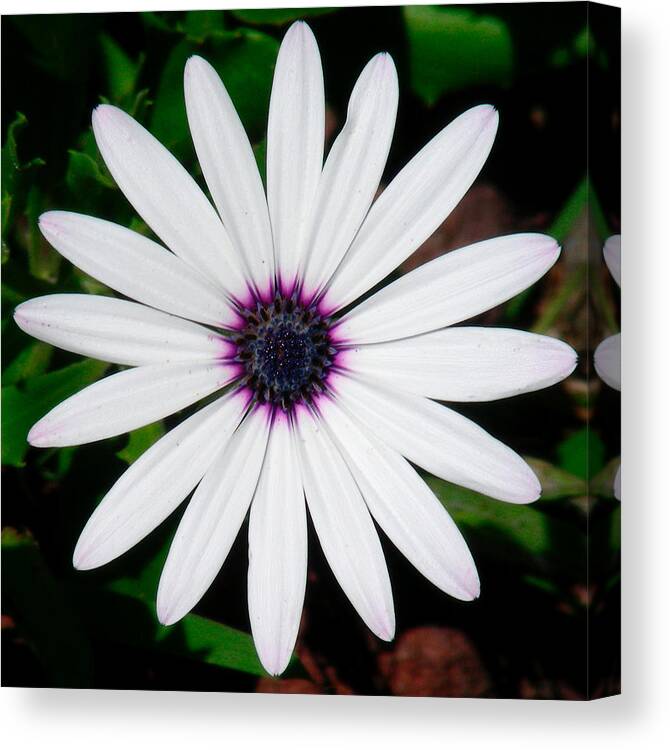 Digital Art Canvas Print featuring the photograph Bright eye #1 by Jean Wolfrum