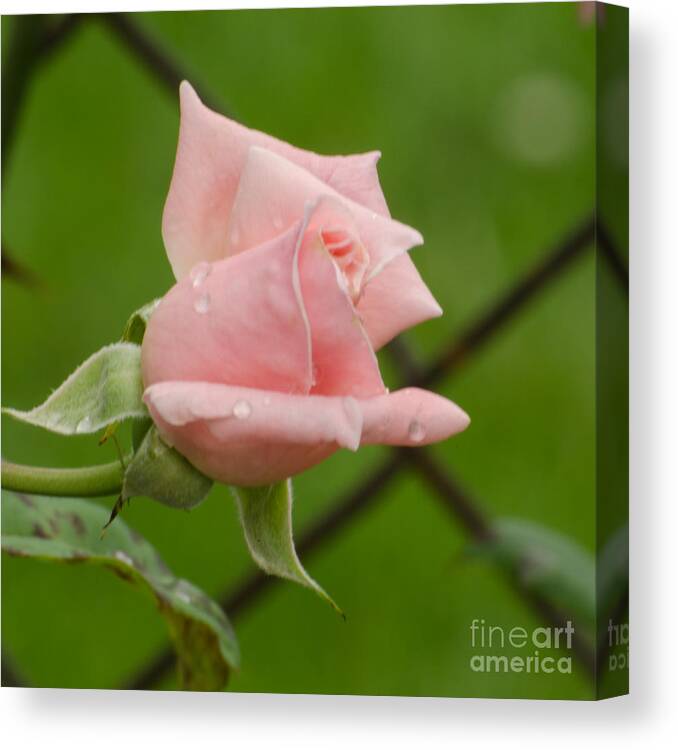 Rose Canvas Print featuring the photograph Budding #2 by Donna Brown