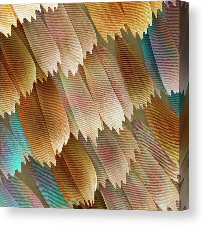 Morpho Aega Canvas Print featuring the photograph Butterfly Wing Scales #1 by Power And Syred