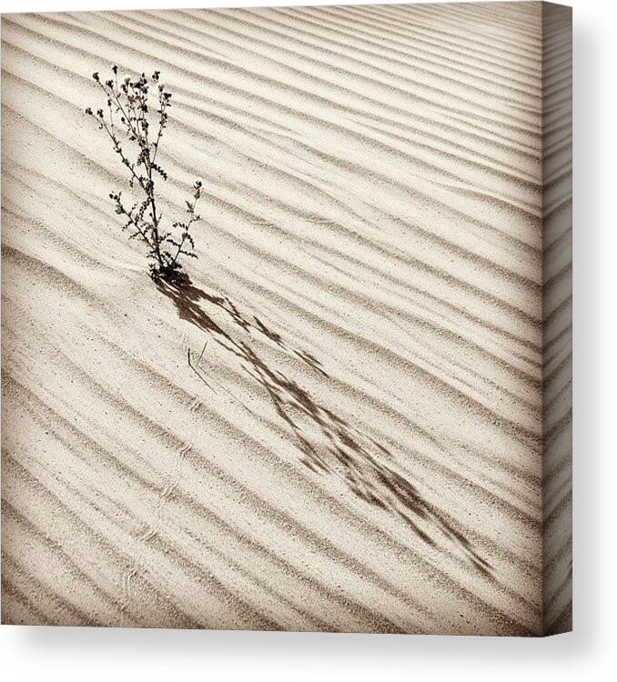 Patterns Canvas Print featuring the photograph Cactus In Desert #2 by Hitendra SINKAR