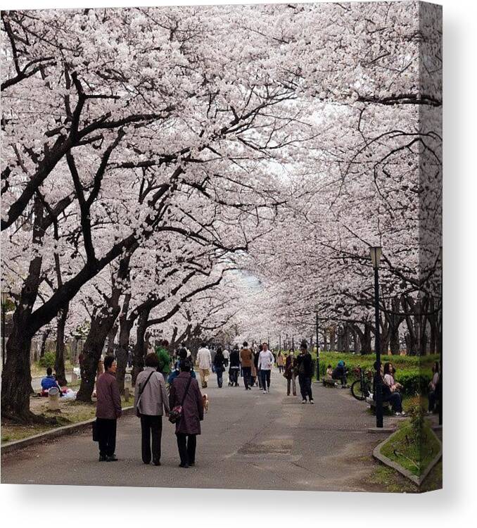  Canvas Print featuring the photograph Cherryblossom Sakura #1 by My Senx