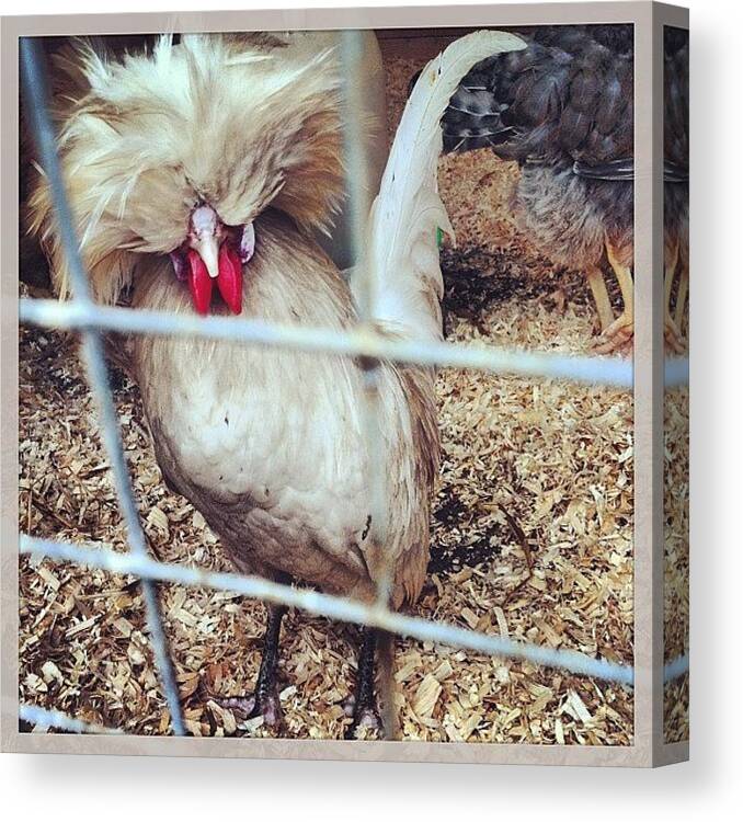 Chick Canvas Print featuring the photograph #chicken #chick #bird #foul #1 by Boo Mason