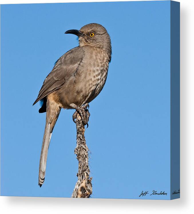 Animal Canvas Print featuring the photograph Curve-Billed Thrasher by Jeff Goulden