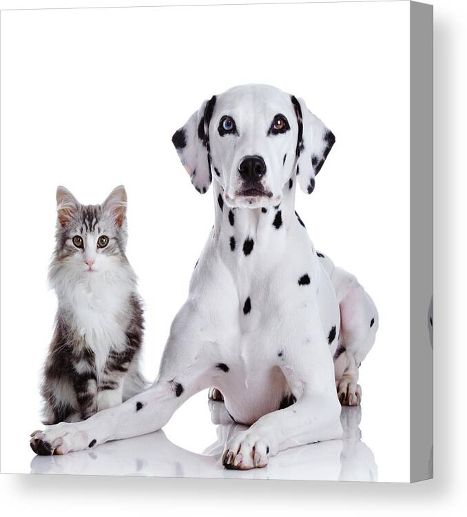 Purebred Cat Canvas Print featuring the photograph Dalmatian Dog And Norwegian Forest Cat #1 by Tetsuomorita