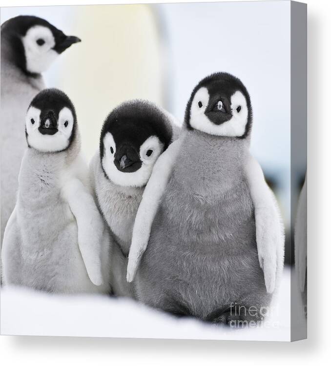 Emperor Penguin Canvas Print featuring the photograph Emperor Penguin Chicks #1 by Jean-Louis Klein and Marie-Luce Hubert