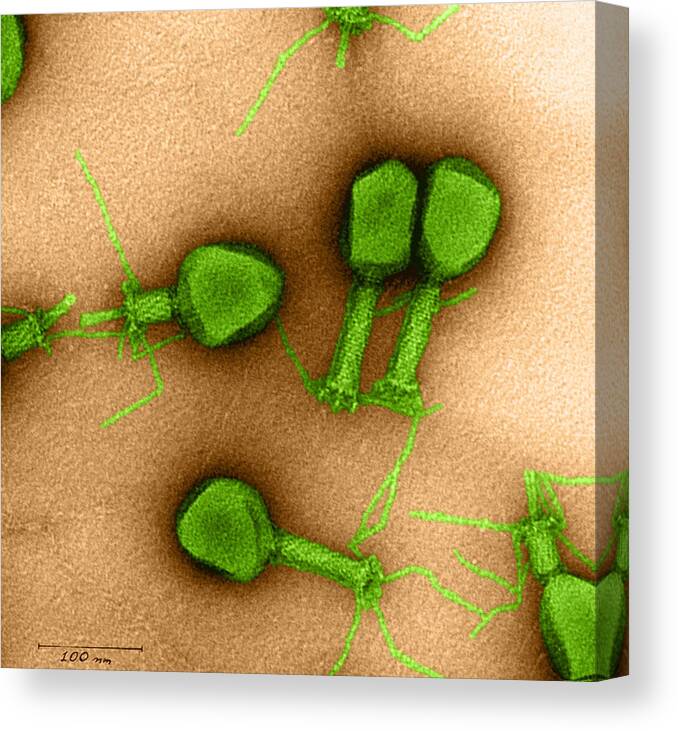 Medical Canvas Print featuring the photograph Enterobacteria Phage T4 #1 by Omikron