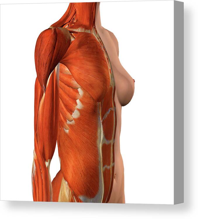 https://render.fineartamerica.com/images/rendered/default/canvas-print/8/8/mirror/break/images-medium-5/1-female-chest-and-abdomen-muscles-split-hank-grebe-canvas-print.jpg