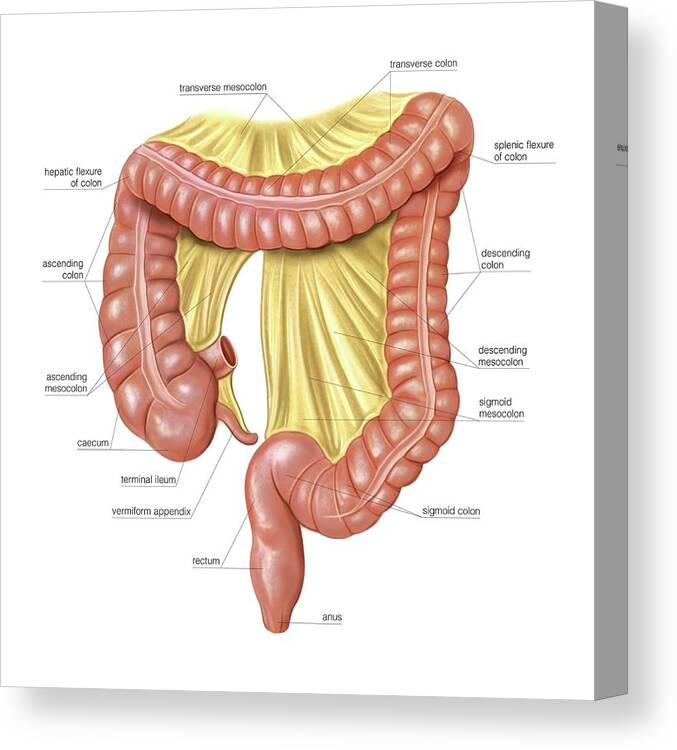 Anatomy Canvas Print featuring the photograph Foetal Large Intestine #1 by Asklepios Medical Atlas