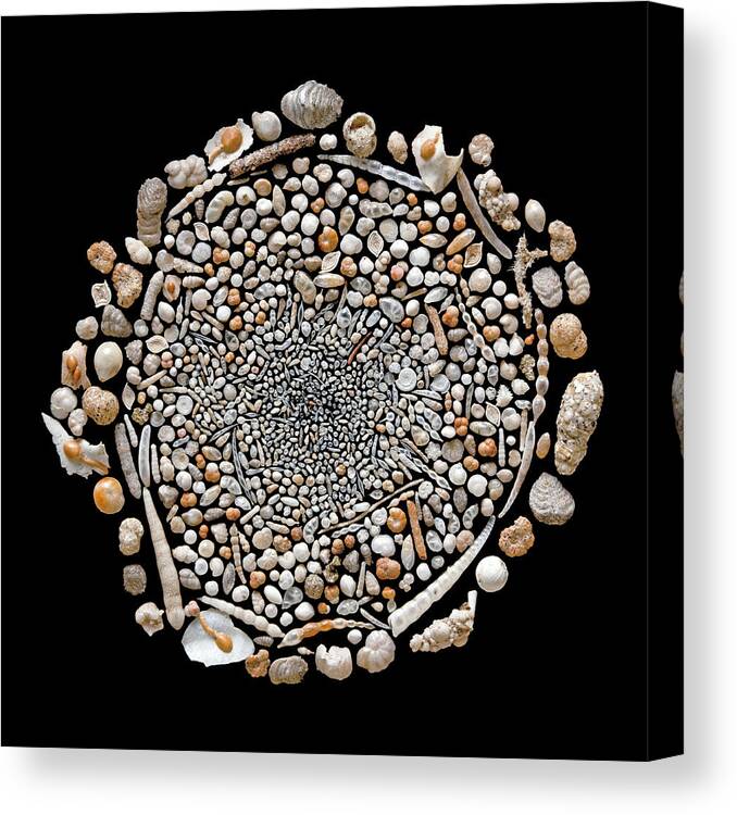 1800s Canvas Print featuring the photograph Foraminifera From Challenger Expedition #1 by Natural History Museum, London