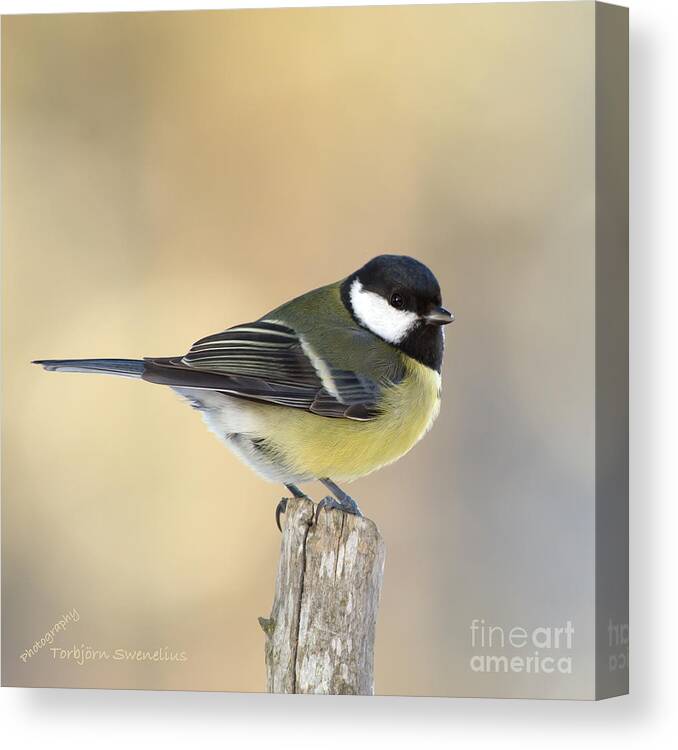 Great Tit Canvas Print featuring the photograph Great Tit #3 by Torbjorn Swenelius
