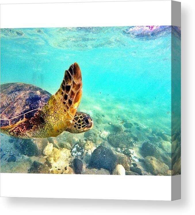 Turtle Canvas Print featuring the photograph #honu #greenseaturtle #seaturtle #1 by Victor Villamor