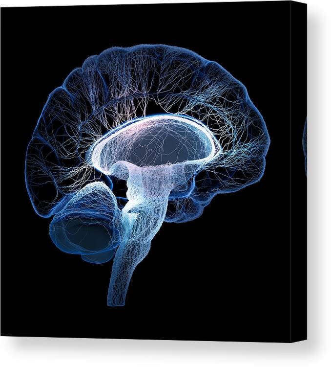 Brain Canvas Print featuring the photograph Human brain complexity by Johan Swanepoel
