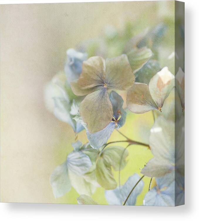 Hydrangea Canvas Print featuring the photograph Hydrangea #1 by Jill Ferry