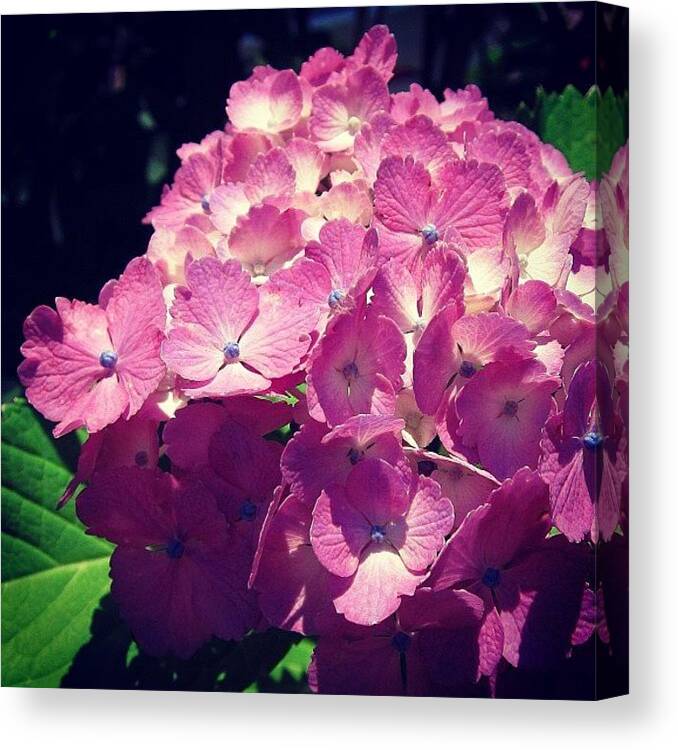 Flower Canvas Print featuring the photograph #hydrangea #nature #flower #flowers #1 by Yukiko Nobeno