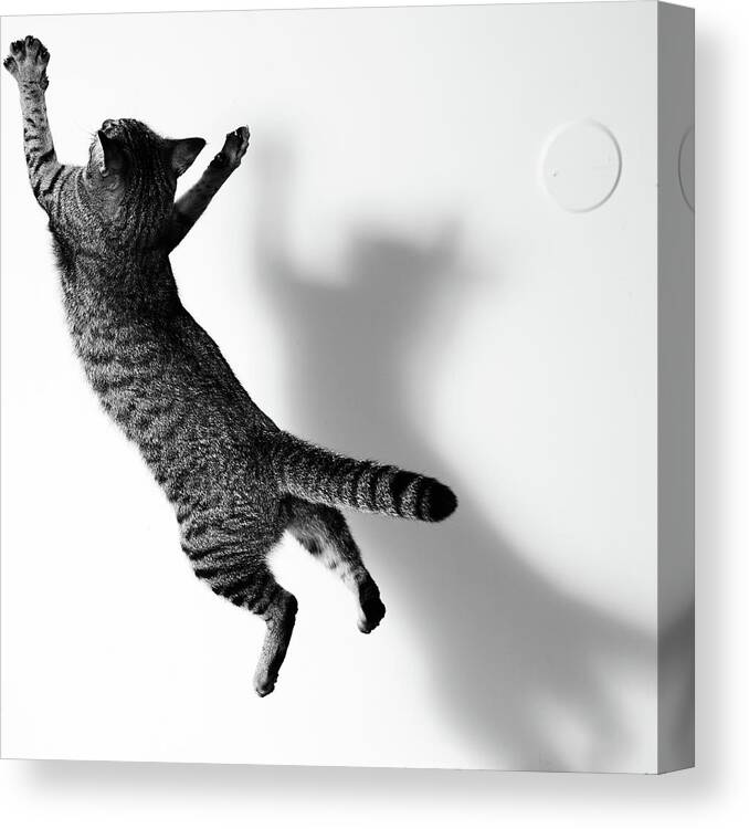 Pets Canvas Print featuring the photograph Jumping Cat #1 by Akimasa Harada