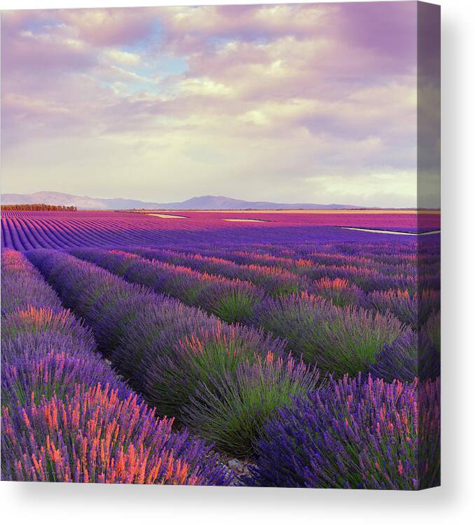Dawn Canvas Print featuring the photograph Lavender Field At Dusk by Mammuth