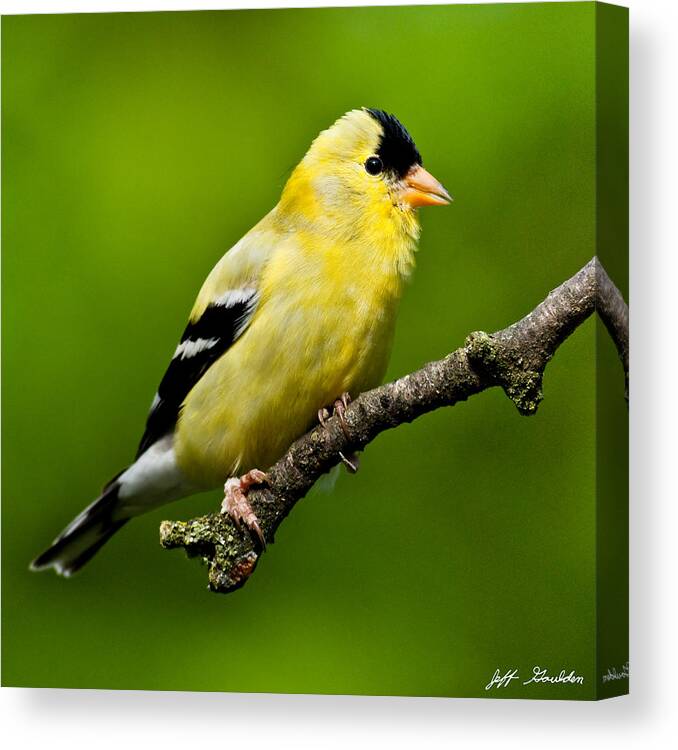 Adult Canvas Print featuring the photograph Male American Goldfinch by Jeff Goulden