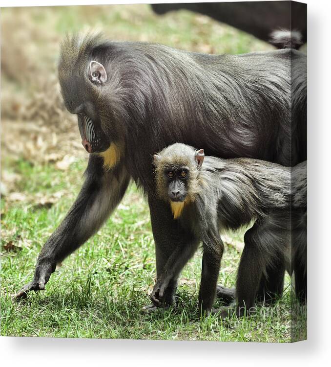 Mandrill Canvas Print featuring the photograph Mandrill #1 by HD Connelly