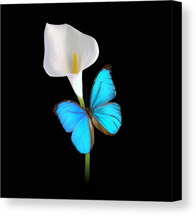 Calla Lilly Canvas Print featuring the photograph Morpho On Calla by David Armstrong
