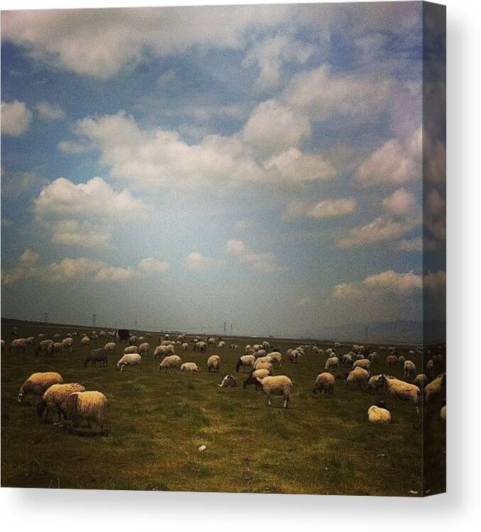Summer2013 Canvas Print featuring the photograph My Week With Tibetan Nomad Pastoralists #1 by Divi Ghosh