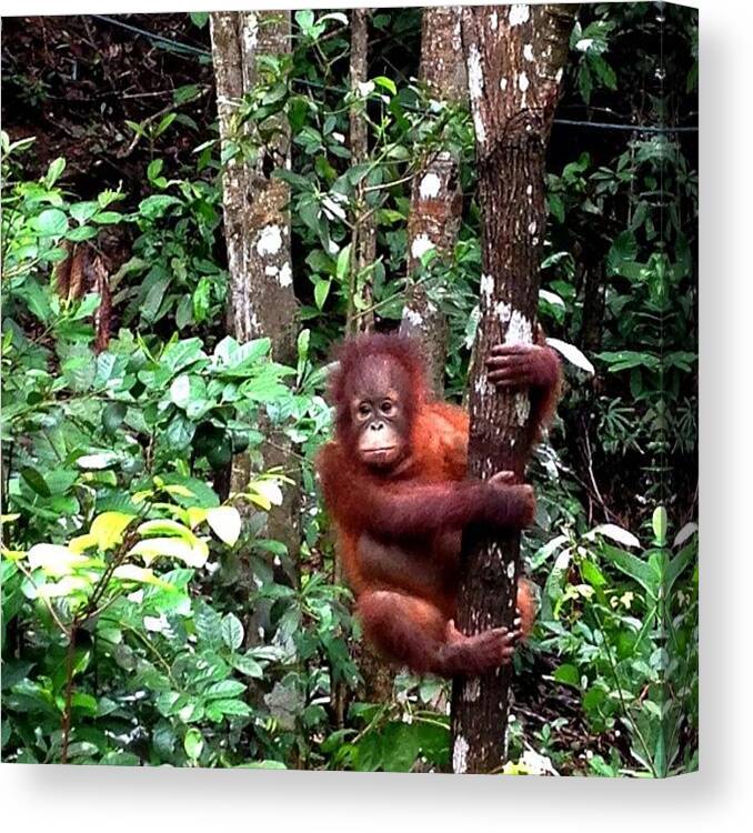 Scenery Canvas Print featuring the photograph #orangutan
#rainforest #forest #scene #1 by Takeshi O