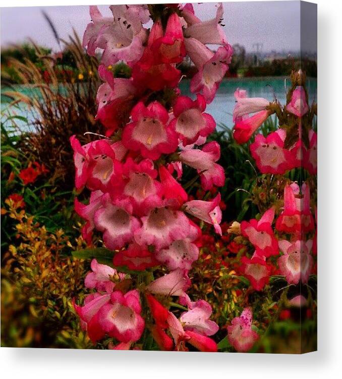 Flower Canvas Print featuring the photograph Pink flowers #1 by Rachel Friedman