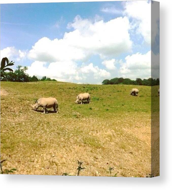 Annaswelshzoo Canvas Print featuring the photograph Rhinos #1 by Tim Topping