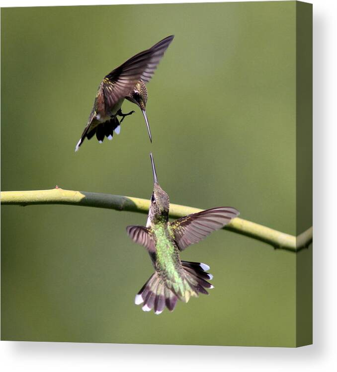 Hummingbird Canvas Print featuring the photograph Ruby-throated Hummingbird #1 by Travis Truelove
