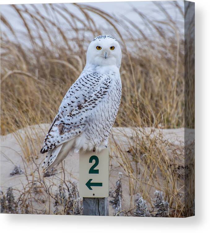Snowy Owl Canvas Print featuring the photograph Snowy Owl by Cathy Kovarik