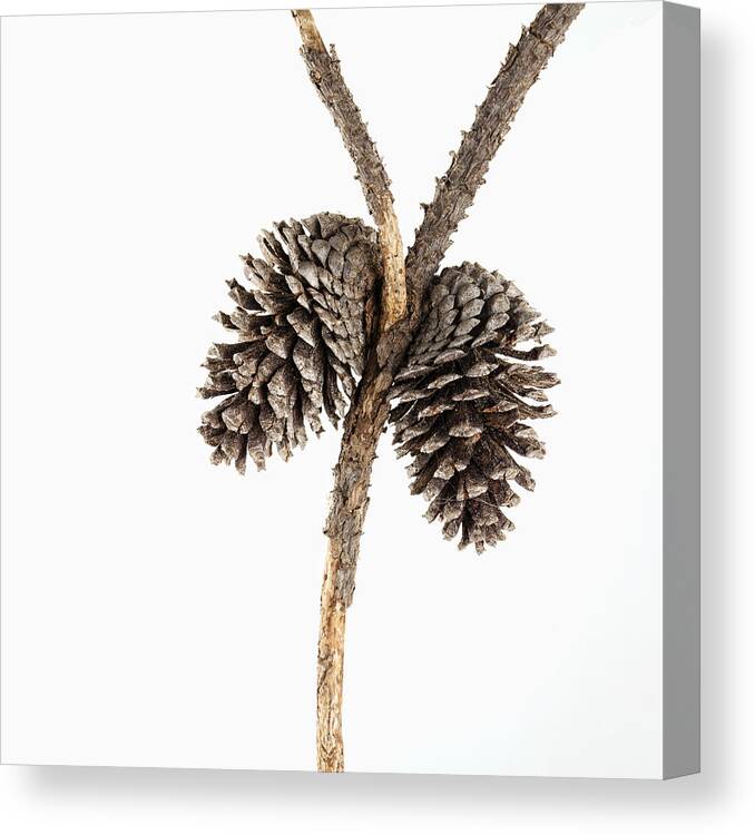 Highkey Canvas Print featuring the photograph Two Pine Cones One Twig #1 by Carol Leigh