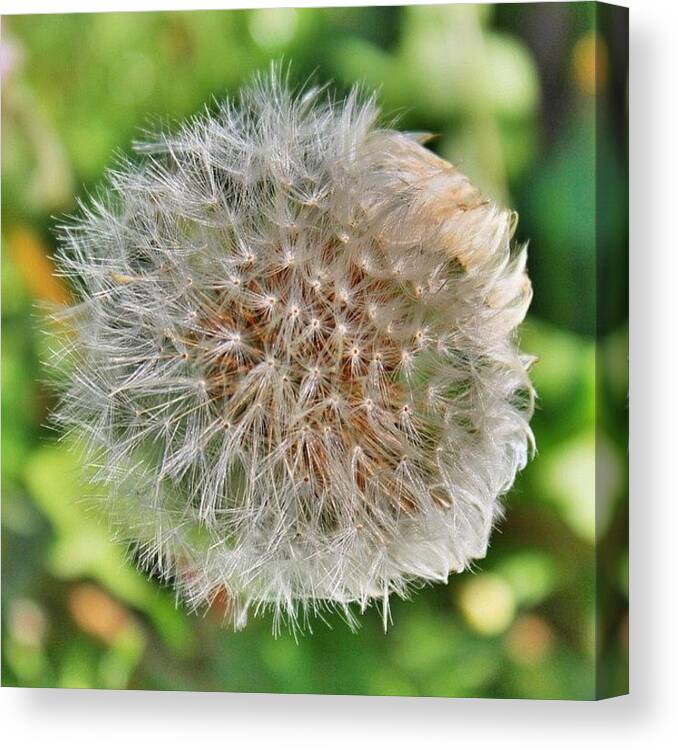 Beautiful Canvas Print featuring the photograph When You Look At A Field Of Dandelions #1 by Smilesinseconds Bryant