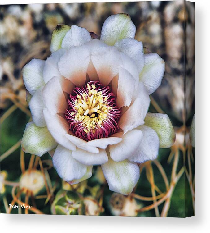 Cactus Canvas Print featuring the photograph White Cactus Blossom #1 by Don Vine