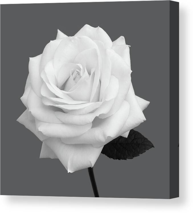 Haslemere Canvas Print featuring the photograph White Rose In Shades Of Grey #1 by Rosemary Calvert