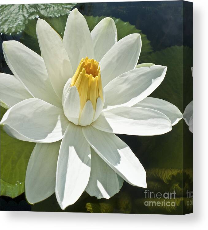 Water Llilies Canvas Print featuring the photograph White Water Lily - Nymphaea #1 by Heiko Koehrer-Wagner