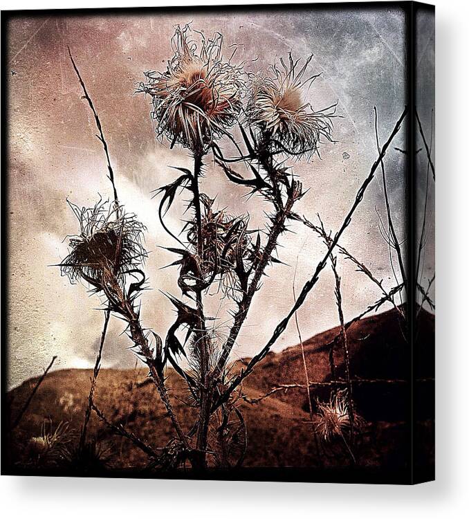 Photography Canvas Print featuring the photograph Wildflower11-4 #1 by Gregg Jabs