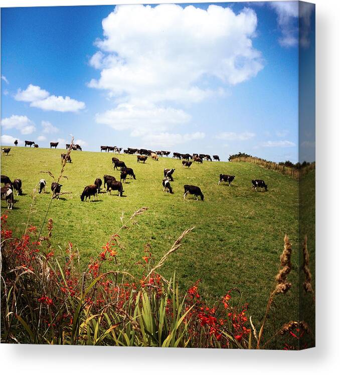 Agricultural Canvas Print featuring the photograph Cows #10 by Les Cunliffe