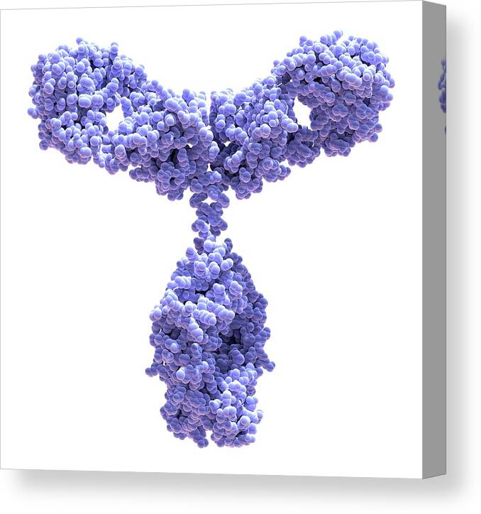 3d Canvas Print featuring the photograph Immunoglobulin G Antibody Molecule #10 by Alfred Pasieka
