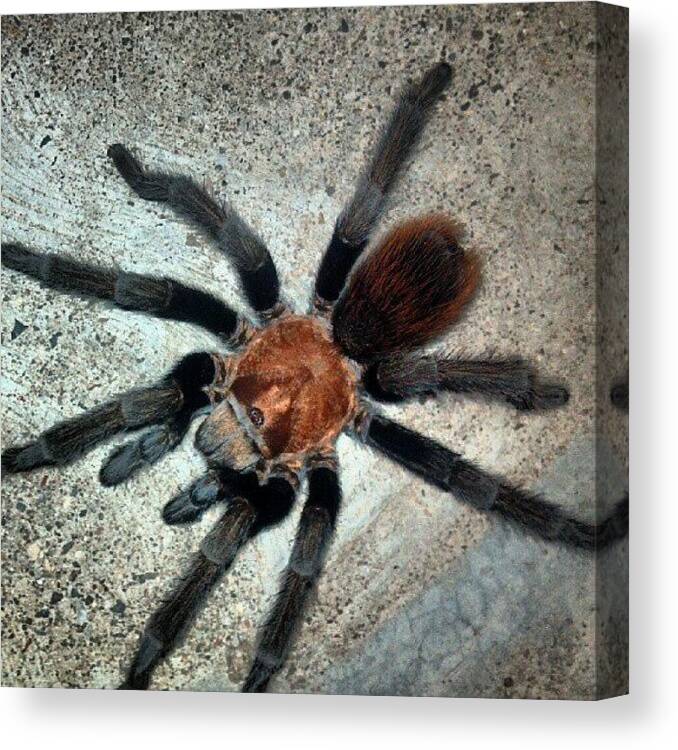 Spider Canvas Print featuring the photograph Instagram Photo #10 by Aaron Kremer